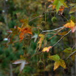 Sweetgum, Liquidambar styraciflua