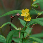 Alternate-leaved seedbox, Ludwigia alternifolia