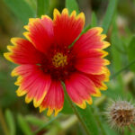 Blanket flower, Gaillardia pulchella