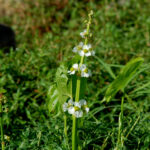 Broadleaf arrowhead, Sagittaria latifolia