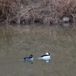 A pair of buffleheads, Bucephala albeola