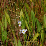 Bulltongue arrowhead, Sagittaria lancifolia