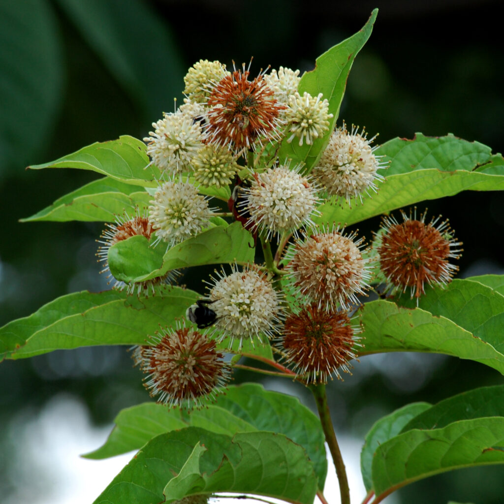 Buttonbush, Cephalanthus occidentalis