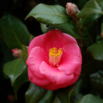 Camellia, Camellia japonica