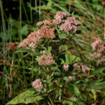 Camphorweed, Pluchea camphorata