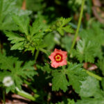 Carolina mallow, Modiola caroliniana