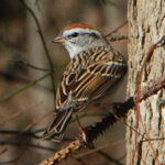 Chirping sparrow, Spizella passerina