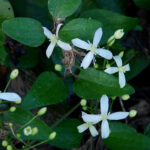 Clematis terniflora