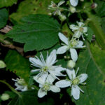 Clematis virginiana