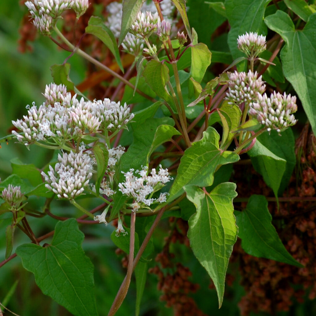 Climbing hempvine, Mikania scandens