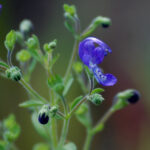 Common blue curls, Trichostema dichotomum