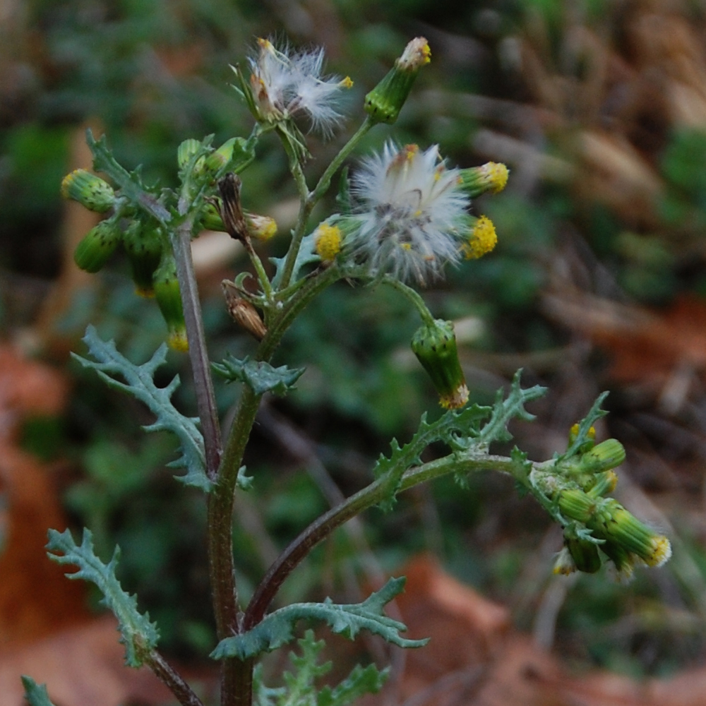 Common groundsel, Senecio vulgaris