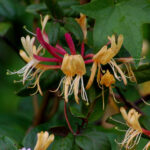 Common honeysuckle, Lonicera periclymenum