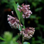 Common milkweed, Asclepias syriaca