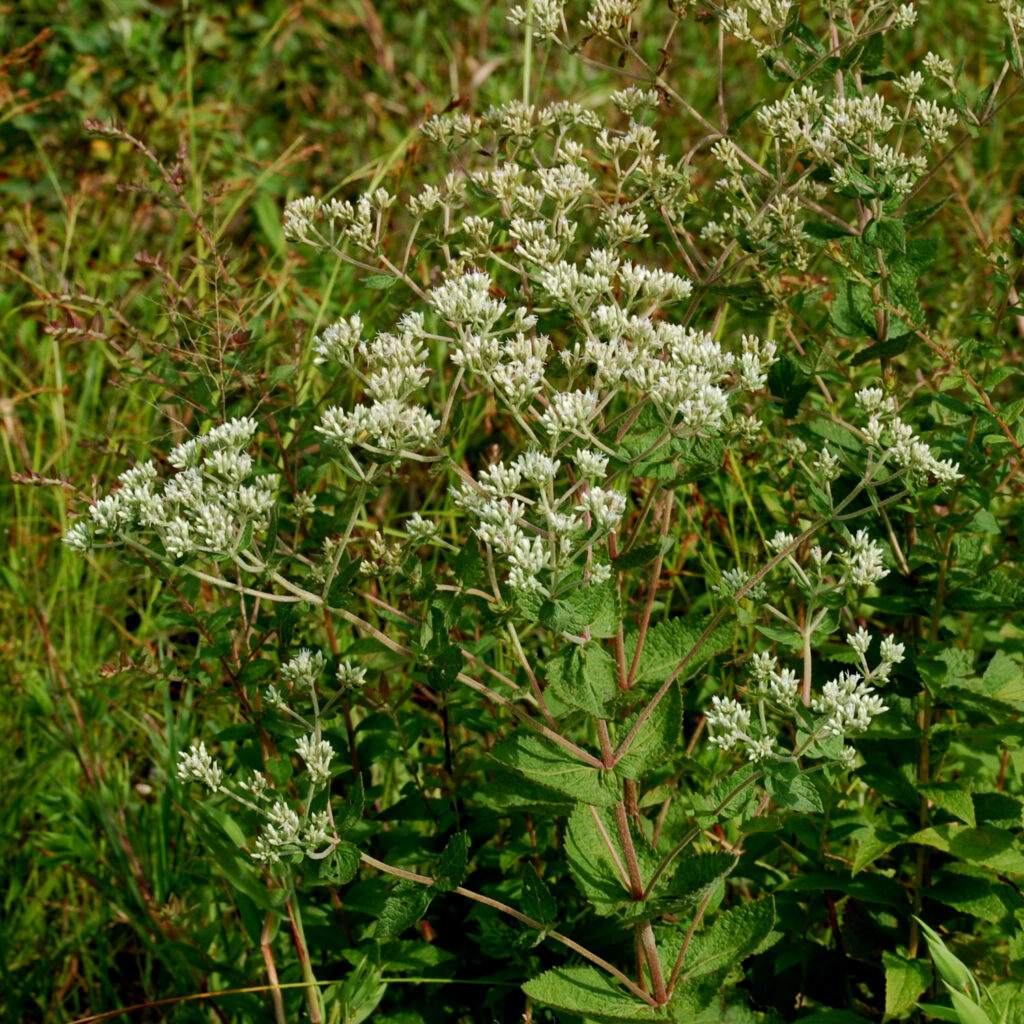 Common roundleaf eupatorium, Eupatorium rotundifolium