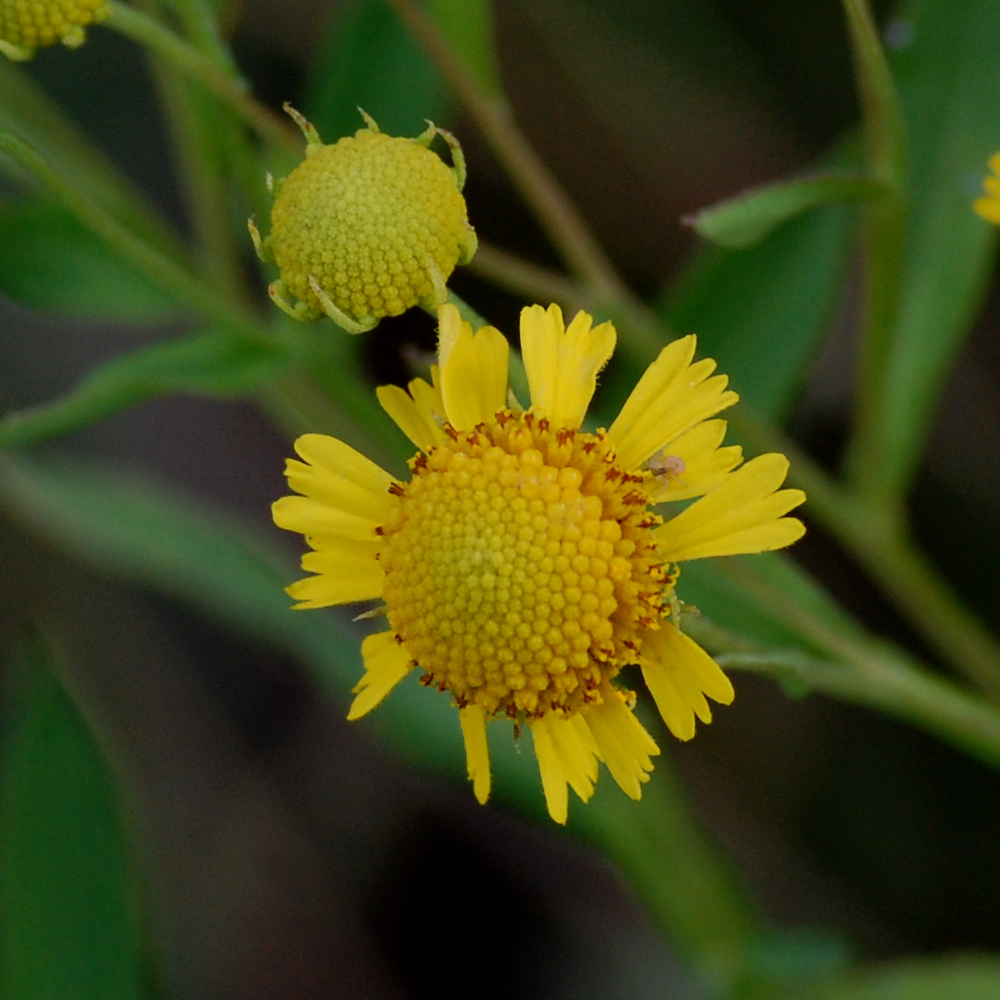 Common sneezeweed, Helenium autumnale