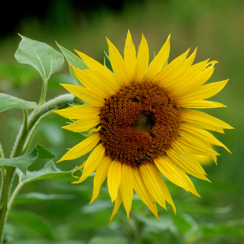 Common sunflower, Helianthus annuus