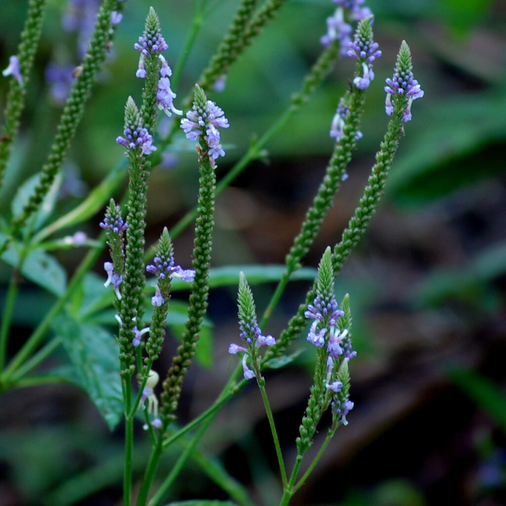 Common vervain, Verbena hastata