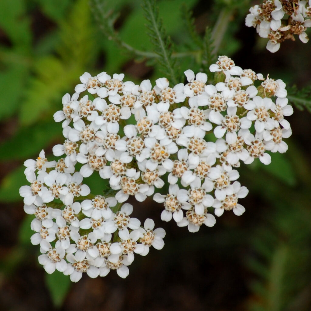 Common yarrow, Achillea millefolium