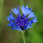 Cornflower, Centaurea cyanus