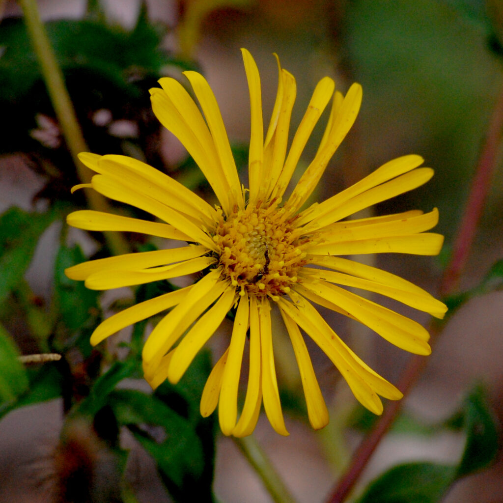 Cottonleaf golden-aster, Chrysopsis gossypina