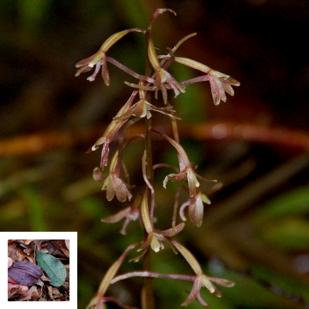Cranefly orchid, Tipularia discolor