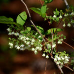 Deerberry, Vaccinium stamineum