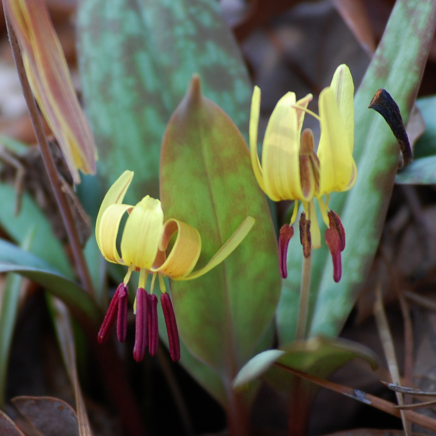 Dimpled trout lily, Erythronium umbilicatum