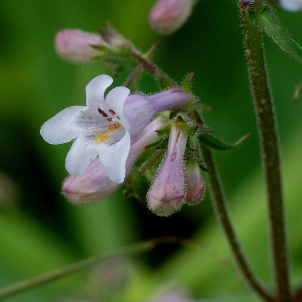 Downy beardtongue, Penstemon australis