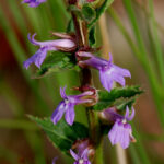 Downy lobelia, Lobelia puberula