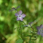 Downy phlox, Phlox pilosa