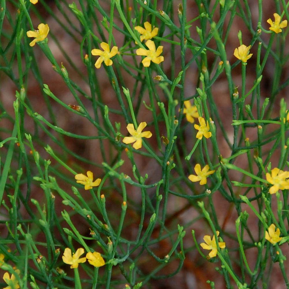 Drummond's St. John's-wort, Hypericum drummondii