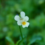 European field pansy, Viola arvensis