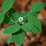 False flowering spurge, Euphorbia pubentissima