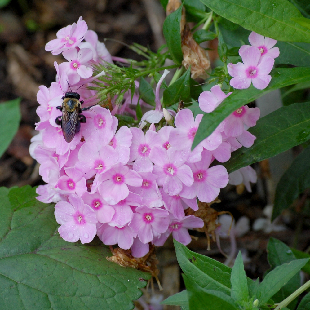 Garden phlox, Phlox paniculata