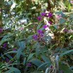 Giant ironweed, Vernonia gigantea