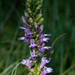 Great blue lobelia, Lobelia siphilitica