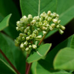 Hemp dogbane, Apocynum cannabinum