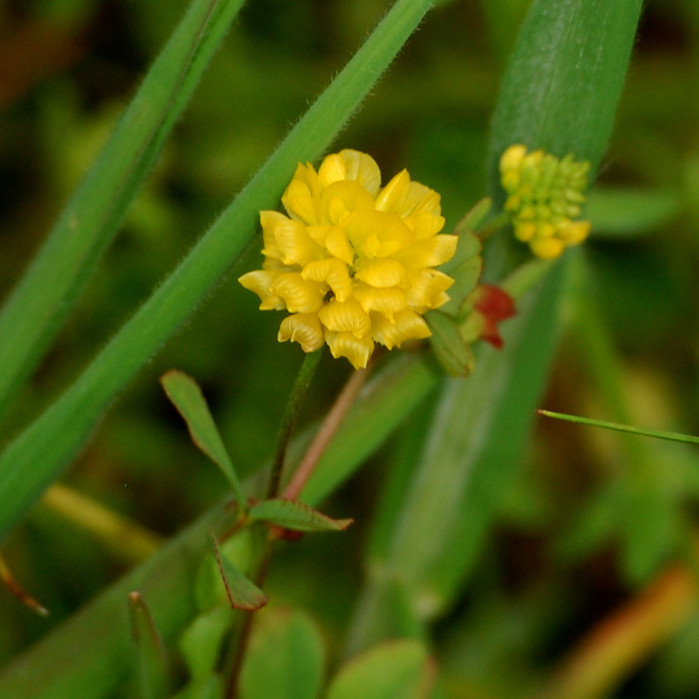 Hop clover, Trifolium campestre