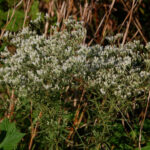 Hyssopleaf thoroughwort, Eupatorium hyssopifolium