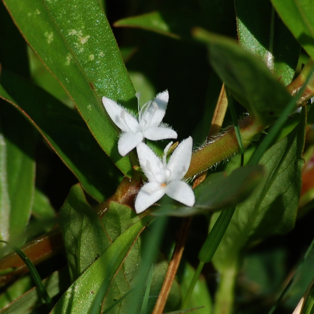 Large buttonweed, Diodia virginiana