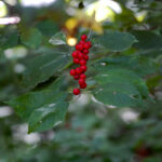 Winterberry, Ilex verticillata