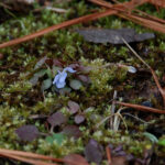 Bluet flower bud, Houstonia caerulea