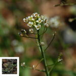 Common Shepherd’s Purse, Capsella bursa-pastoris