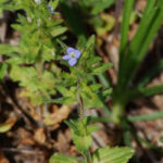 Common speedwell, Veronica arvensis