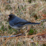 Dark-eyed junco, Junco hyemalis