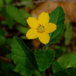 Green and gold, Chrysogonum repens