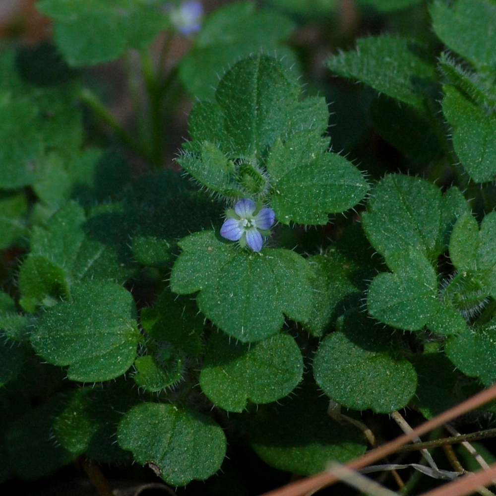 Ivyleaf speedwell, Veronica hederifolia