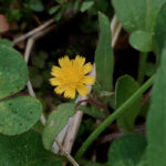 Opposite leaf dwarf dandelion, Krigia cespitosa