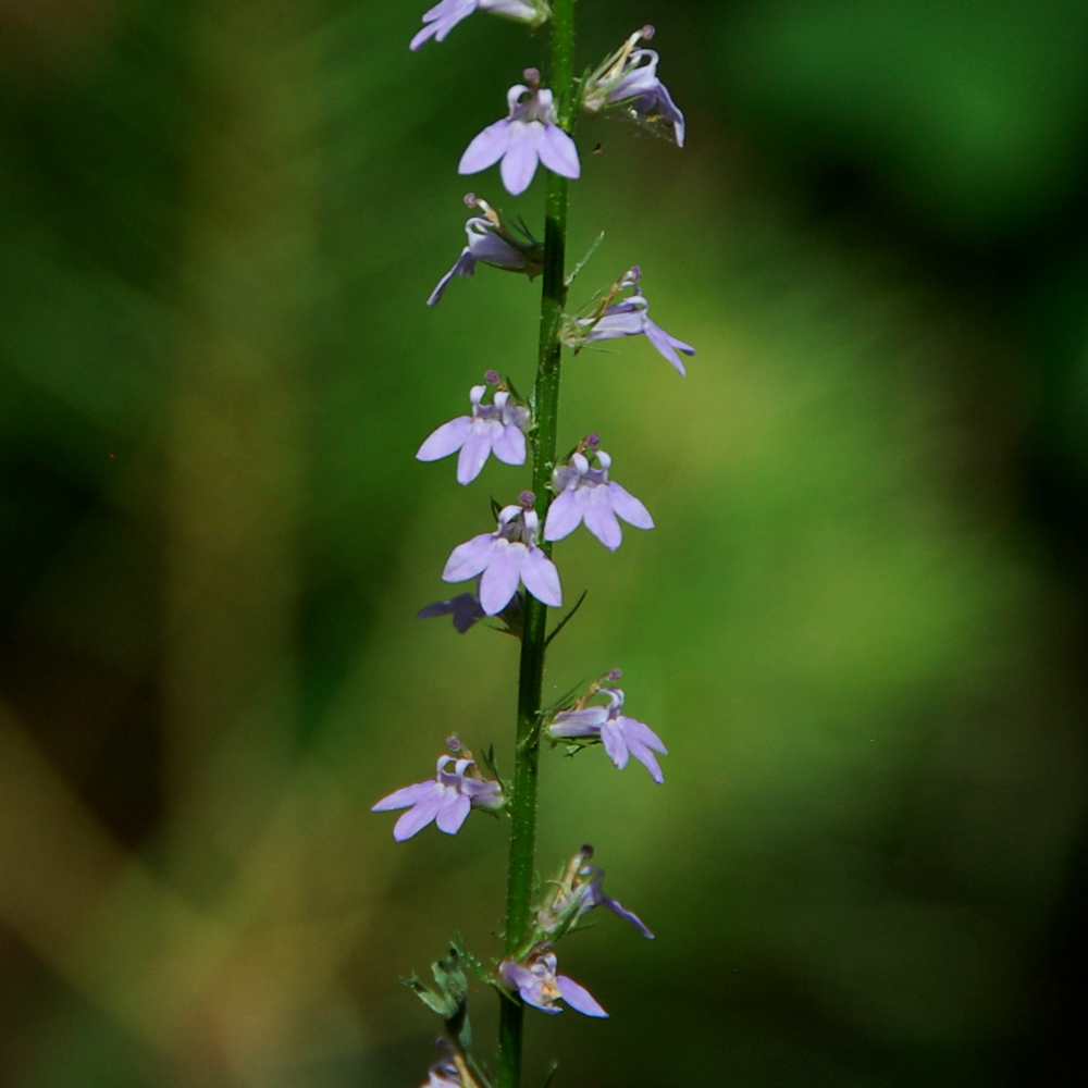 Pale spiked lobelia, Lobelia spicata